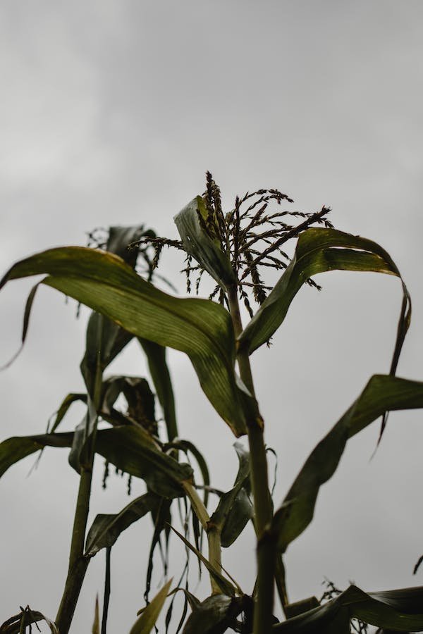 corn-plant-watering