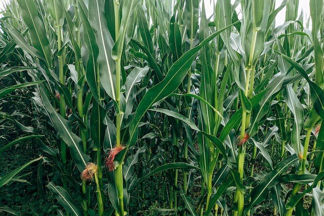 corn-plant-watering