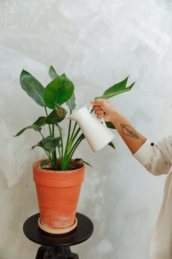 diy-potted-plant-watering