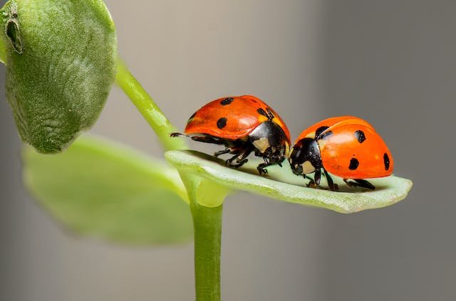 ladybugs for garden pest control