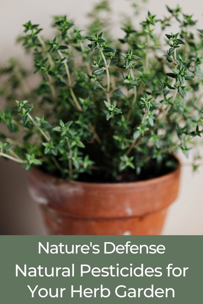 natural pesticide for herbs