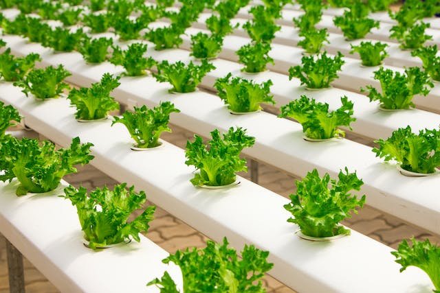 natural-pesticide-for-lettuce