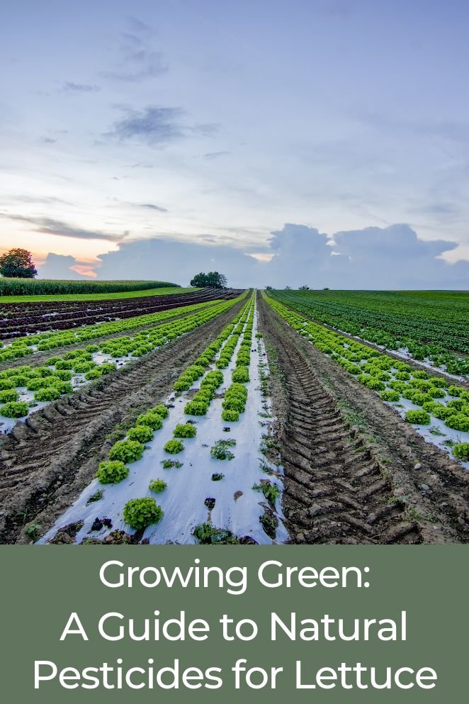 natural pesticide for lettuce