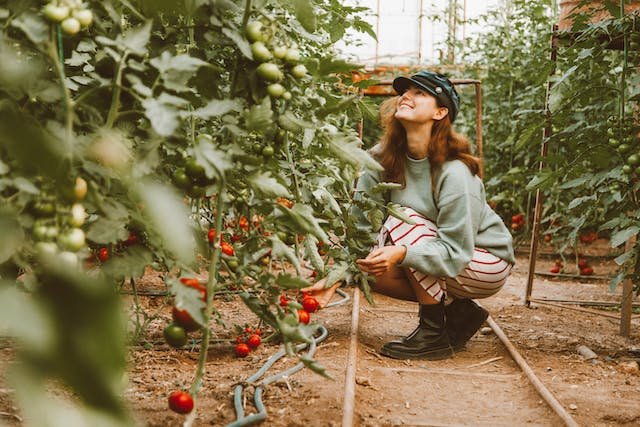 natural-pesticide-for-tomatoes