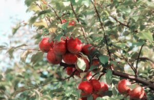natural-pesticide-fruit-trees