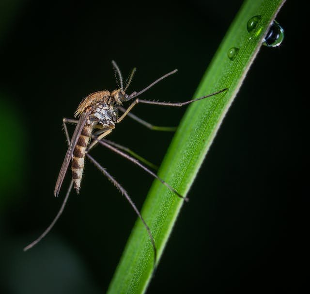 natural_pest_control_vegetable_garden