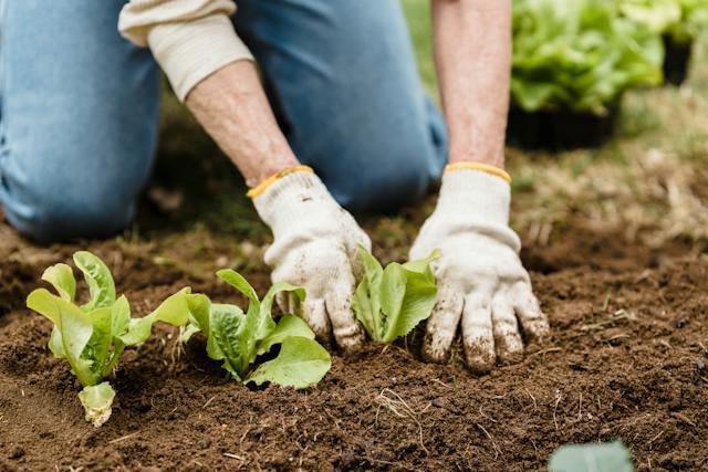 organic-fertilizers