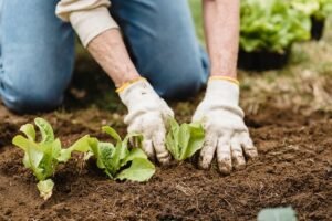 potting-mix-vs-garden-soil