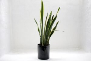 snake-plant-care-indoors