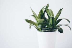 snake-plant-drooping