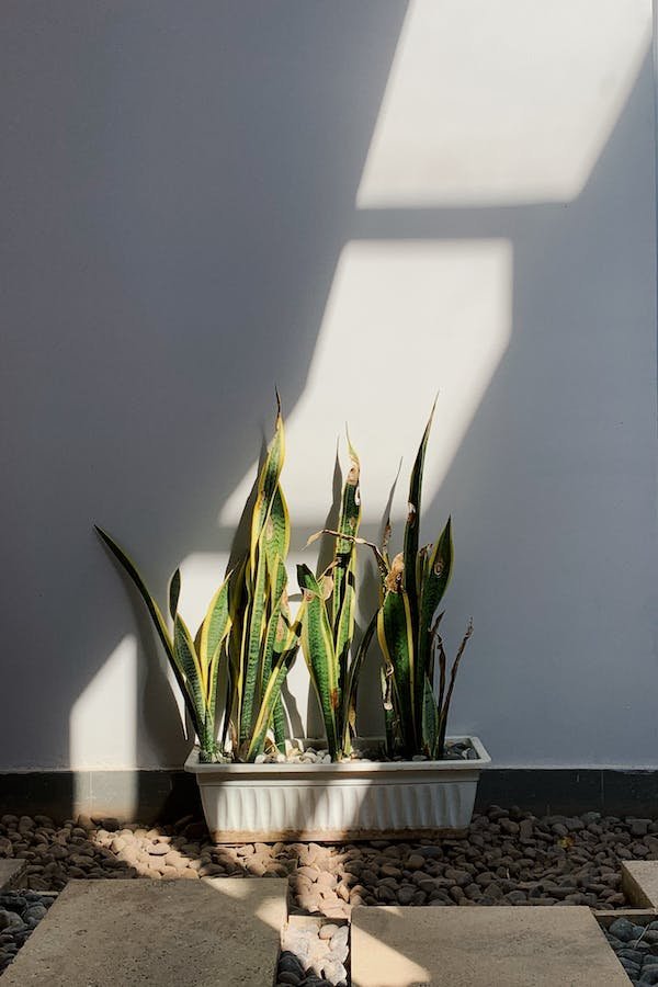 snake-plant-leaves-curling