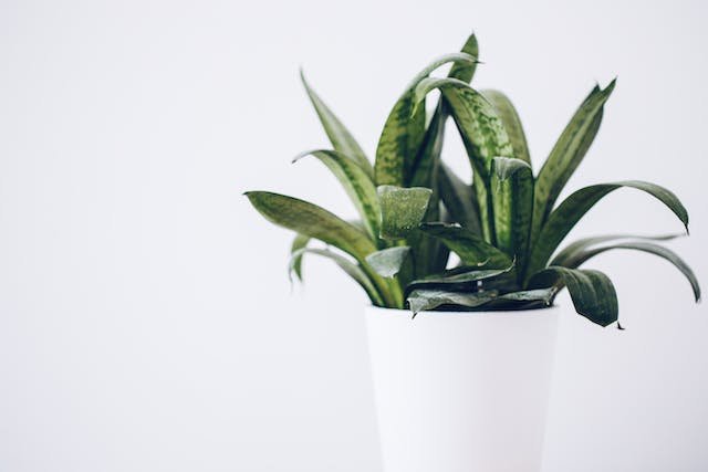 snake-plant-leaves-curling