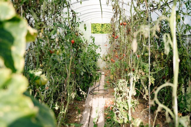 tomato-garden