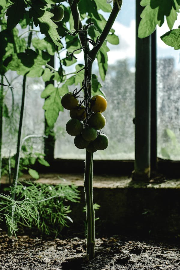 tomato-plant-watering-system