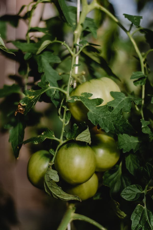 tomato-plant-watering-system