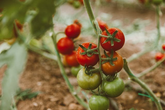 tomato-plant-watering-system