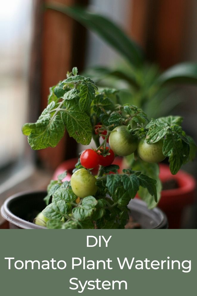 tomato plant watering system