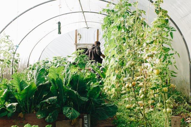 vegetable-garden