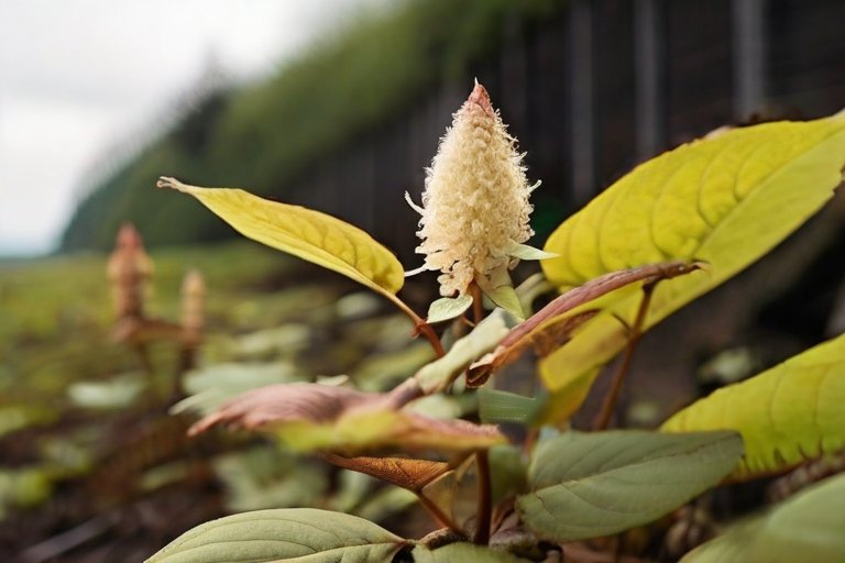 Japanese Knotweed