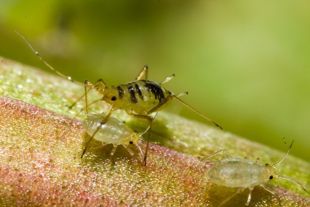 aphid-control-indoors