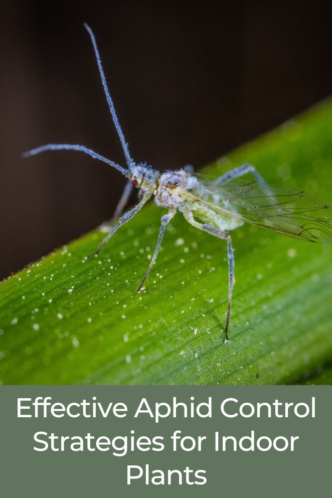 aphid control indoors