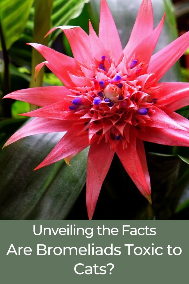 are bromeliads toxic to cats