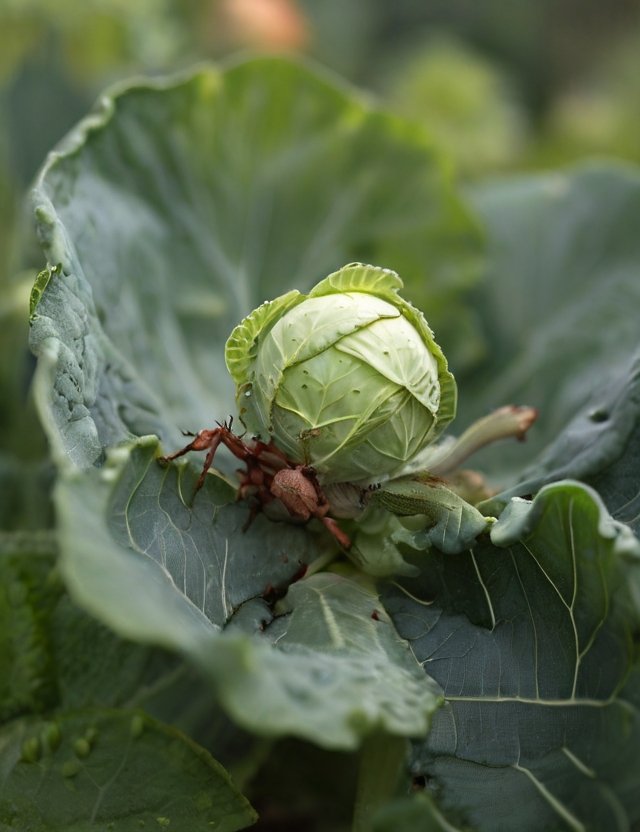 cabbage-aphid-control