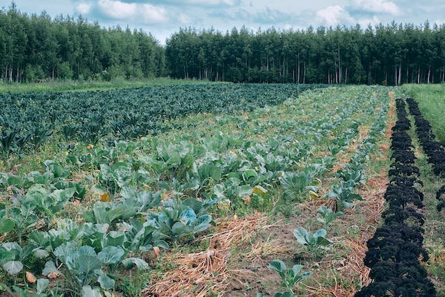 cabbage-aphid-control