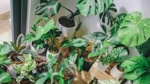 diy-plant-food-indoor-plants