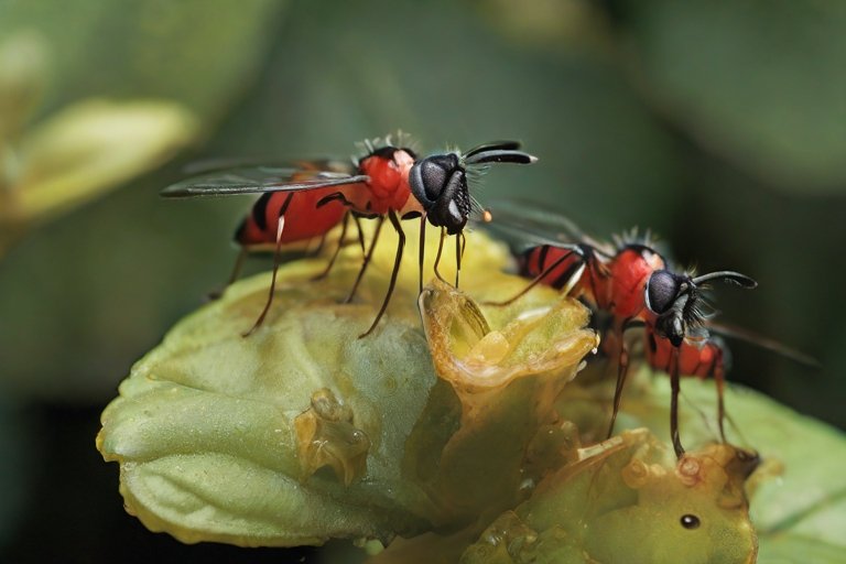 fungus-gnats-cinnamon