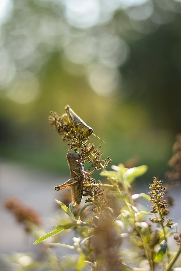 grasshopper-plant-damage