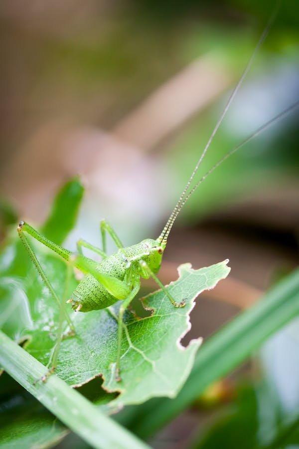 grasshopper-plant-damage