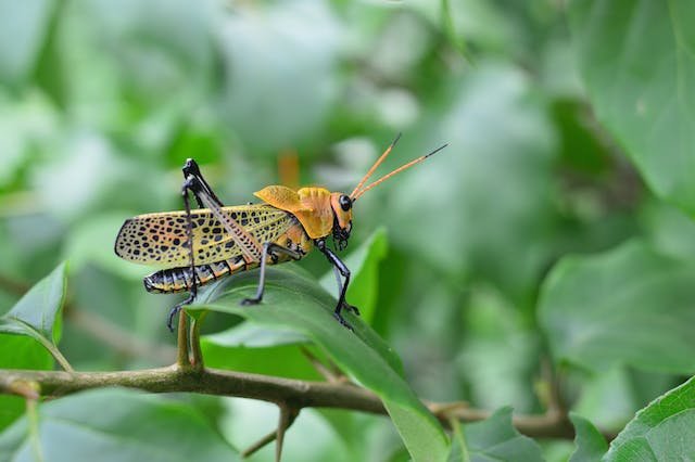 grasshopper-plant-damage