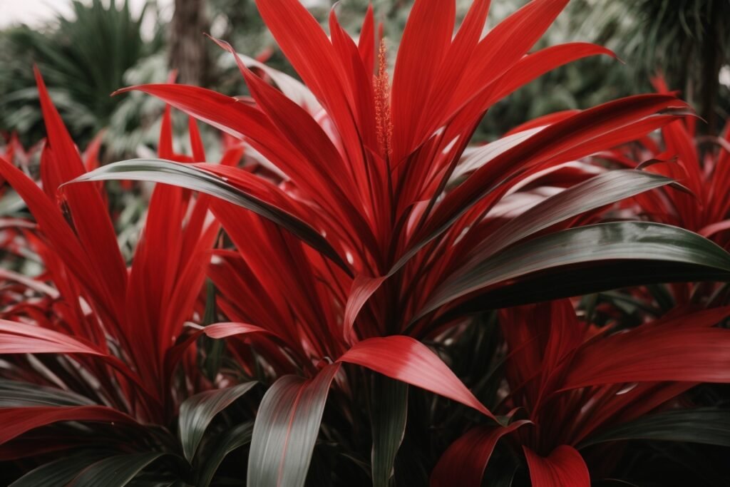 growing-cordyline-red-sister