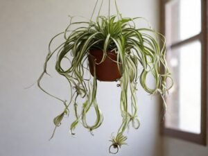 hanging-spider-plant-care