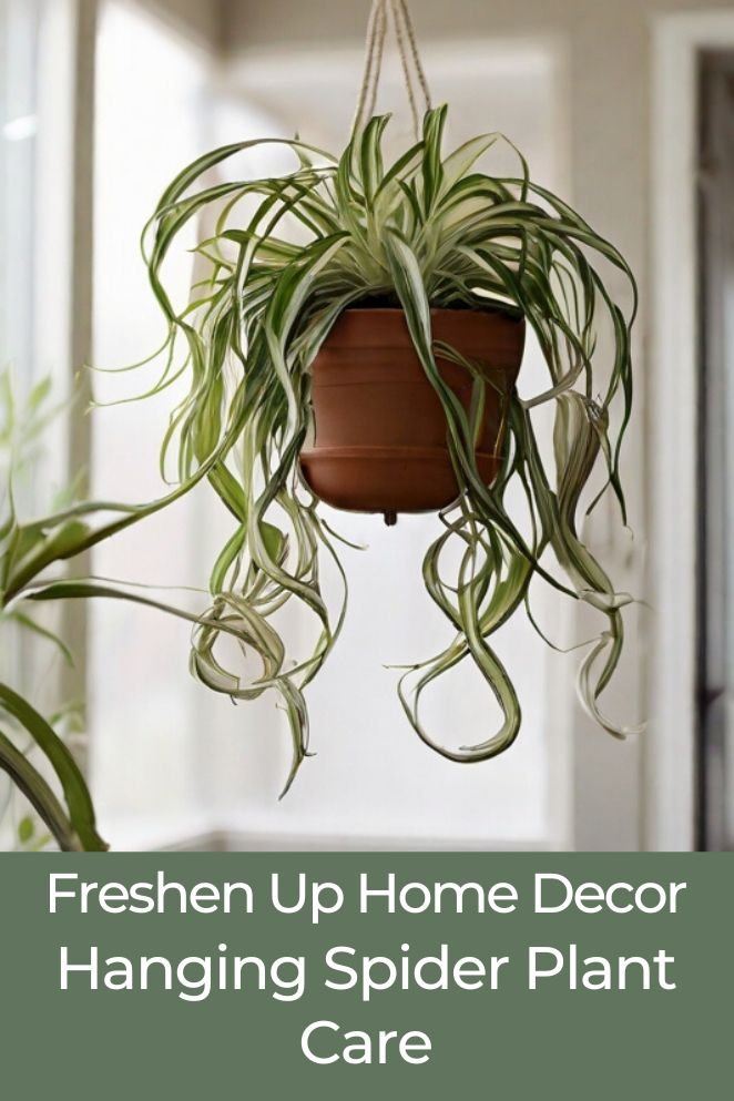 hanging spider plant care