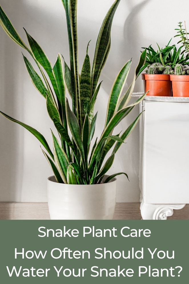 how often to water snake plant