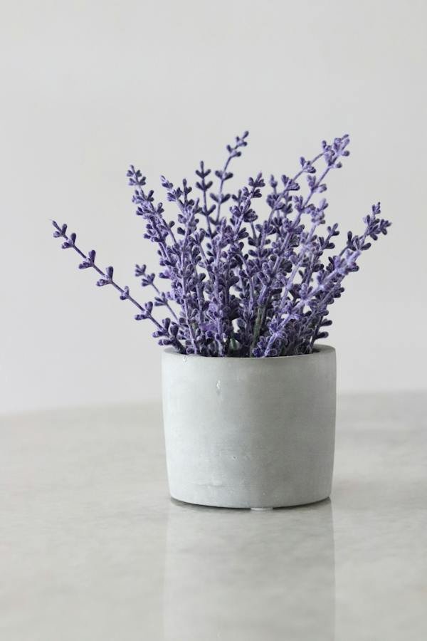 lavender-plant-watering