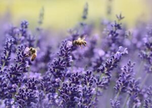 lavender-plant-watering