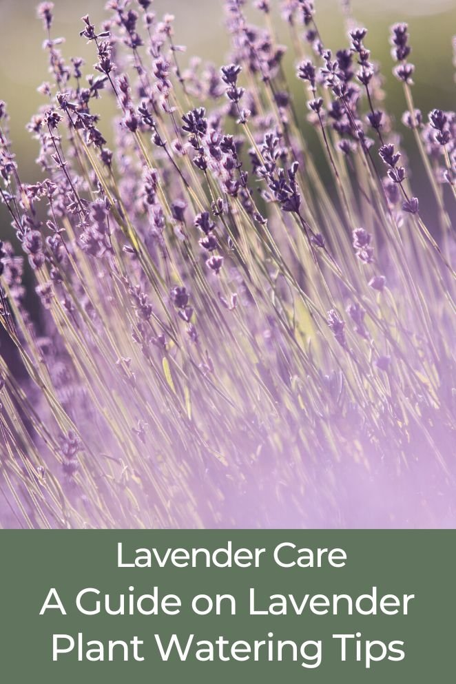 lavender plant watering