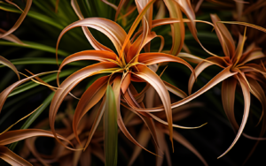 spider_plant_brown_leaves