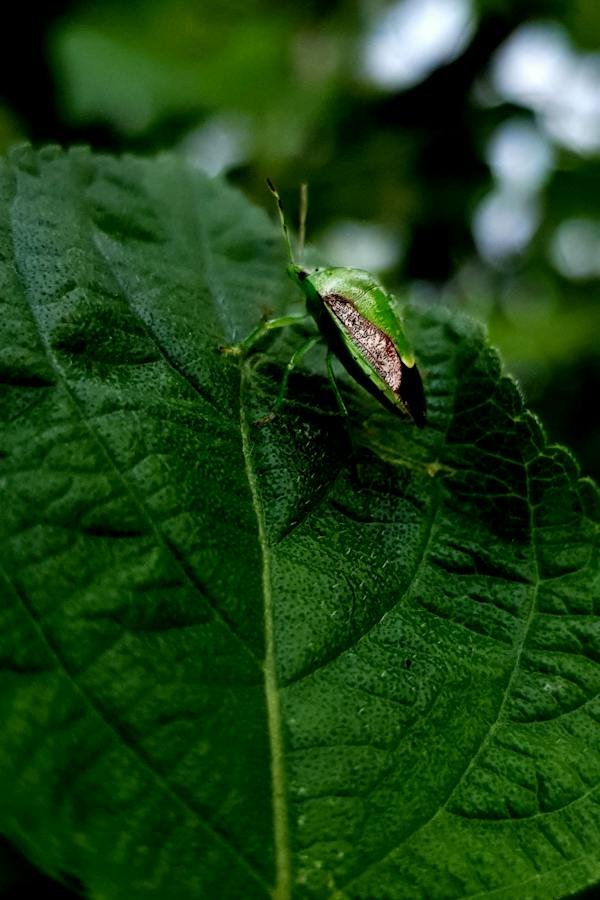 stink-bug-plant-damage