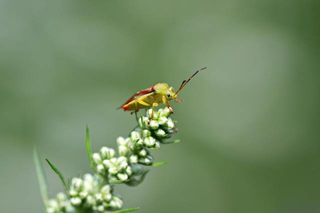 stink-bug-plant-damage