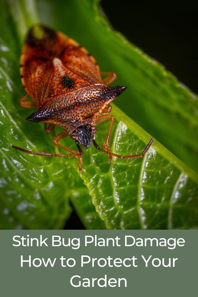 stink bug plant damage