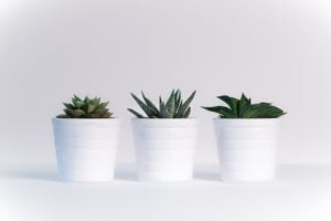 succulents-watering-tips