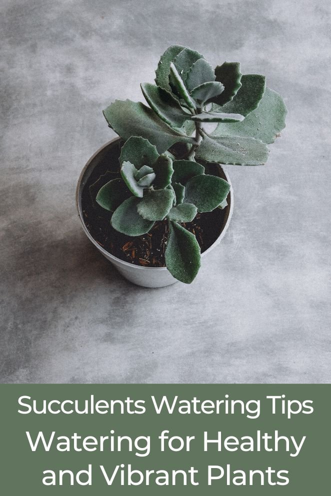 succulents watering tips