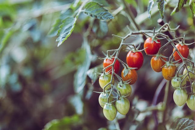 tomato-plant-watering