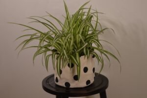 watering-spider-plant