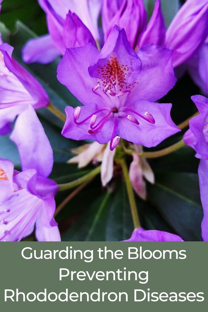 Rhododendron diseases