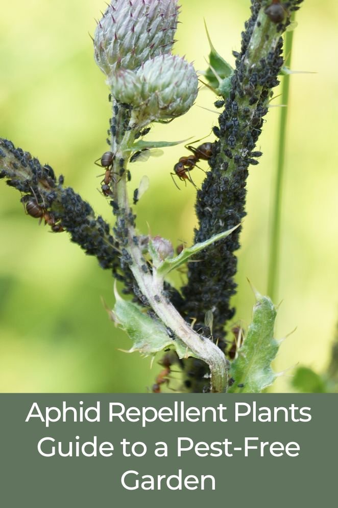 aphid repellent plants